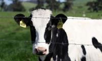 Bird flu concerns: Canada toughens import terms for US breeding cattle