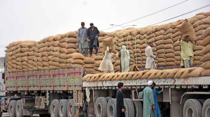 KP govt starts purchasing wheat from tomorrow - Vimarsana News