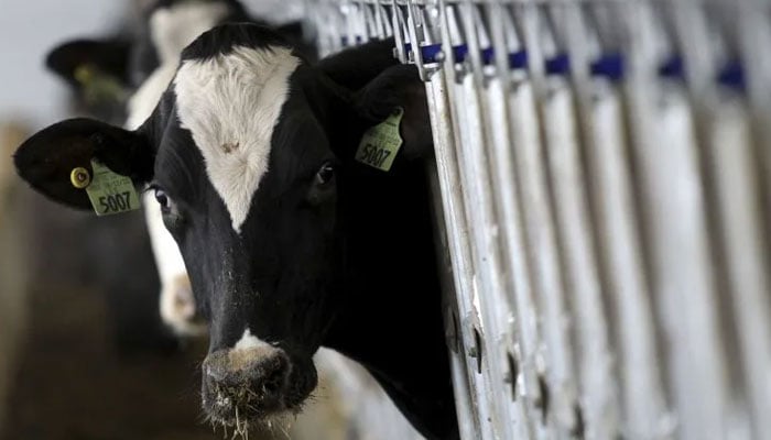 A dairy cow feeds at a dairy farm. — Reuters/File