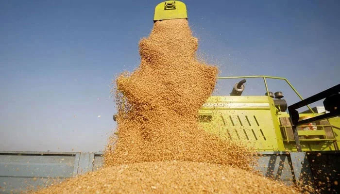 A combine deposit harvested wheat in a tractor trolley at a field. — Reuters/File