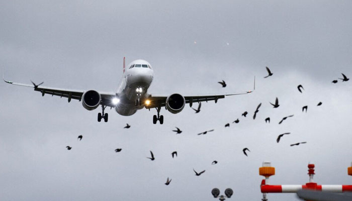 A flock of birds surrounds a plane on take-off. — Reuters/File