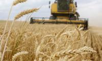 Wheat woes: plenty to precarious