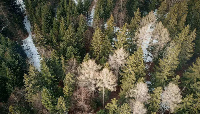 A representative image of a Swiss forest. — Unsplash/file