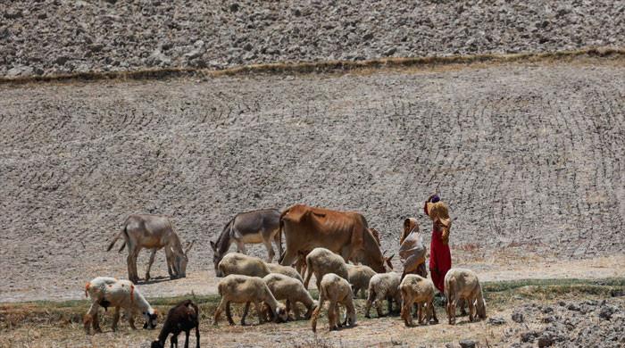 Intense heatwave virtually incinerates vegetation - Vimarsana News