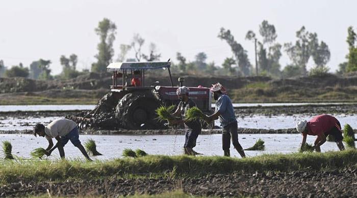 Rs400bn agriculture plan under way - Vimarsana News