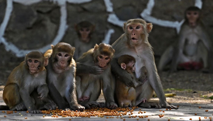 A group of monkeys seen in this undated image.— AFP/file