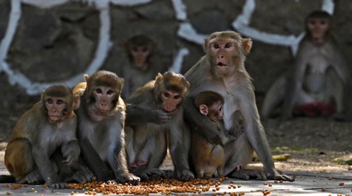 India heatwave hits wildlife as thirsty monkeys drown in well - Vimarsana News