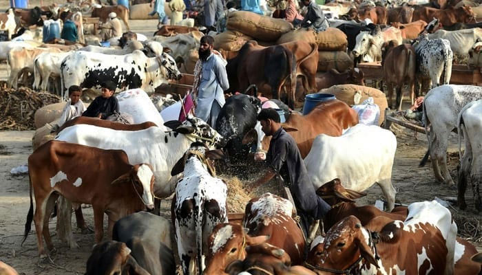 A representational image showing a man feeding animals at a cattle market. — AFP/File