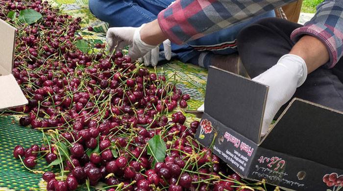 Pak sends first cherry consignment to China - Vimarsana News