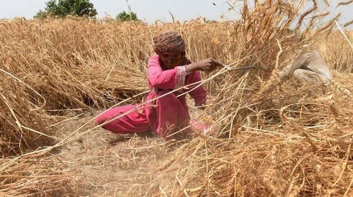 Wheat import scam dominates NA Question Hour - Vimarsana News