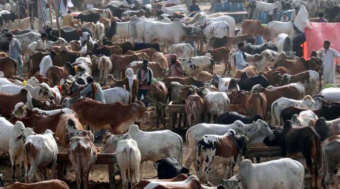 Skyrocketing prices of sacrificial animals keep buyers at bay - Vimarsana News