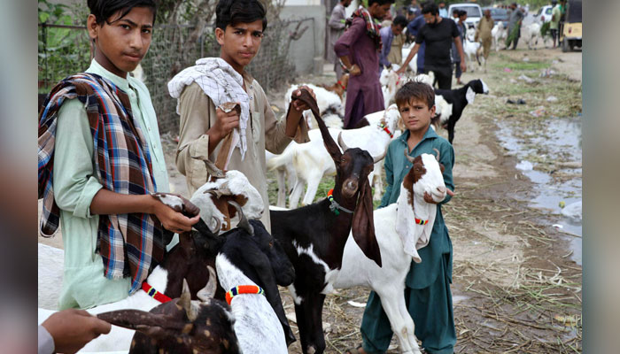 Vendors displays sacrificial animal to attract the customer at roadside in connection with upcoming Eidul Azha on June 7, 2024. — APP