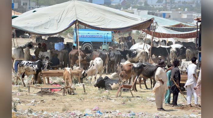 Sale of sacrificial animals begins - Vimarsana News