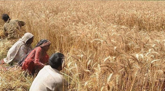 Flour mills start purchasing wheat on emergency basis today - Vimarsana News
