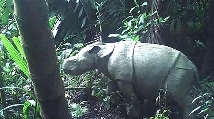 Indonesia gangs poached 26 rare Javan rhinos since 2018: police - Vimarsana News