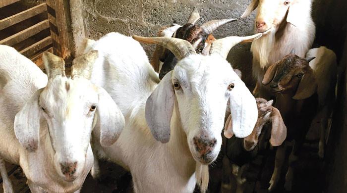 Goats worth Rs1.5m snatched from truck in Jauhar - Vimarsana News