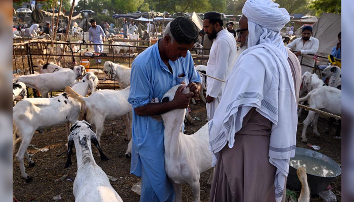 Customers examine the teeth of goats at the livestock market to ensure a healthy purchase on June 15, 2024. — APP