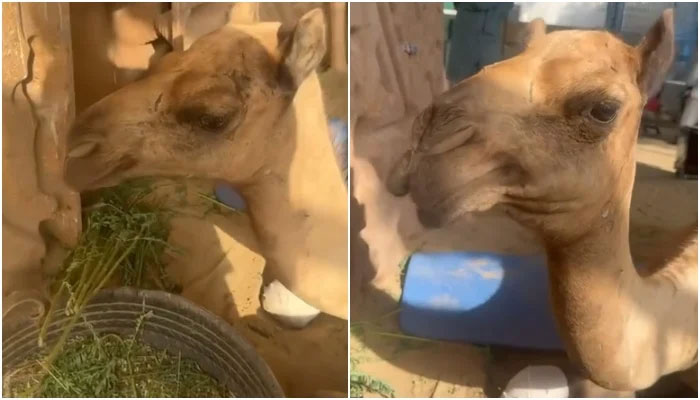 Victim camel can be seen munching food at animal shelter in Karachi. — Screengrab via Facebook/ @CDRSBenjiKarachiShelter/File