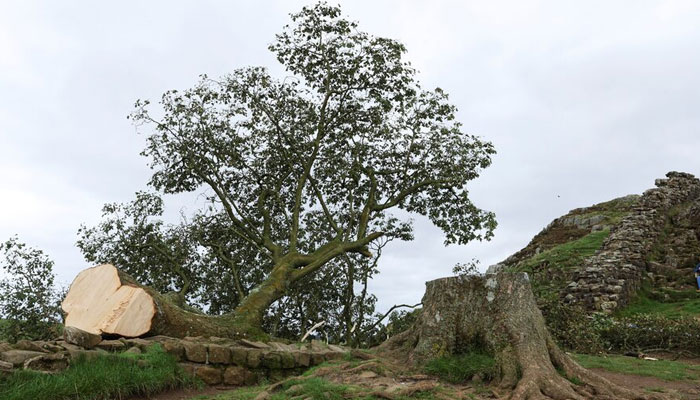 Representational image of a tree that was felled. —  Reuters/File