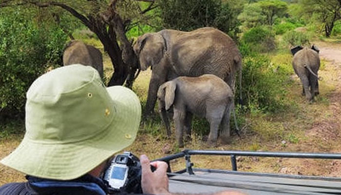 A representational image showing a tourist watching elephants from a jeep in this image. — X/@CliffShiko/file