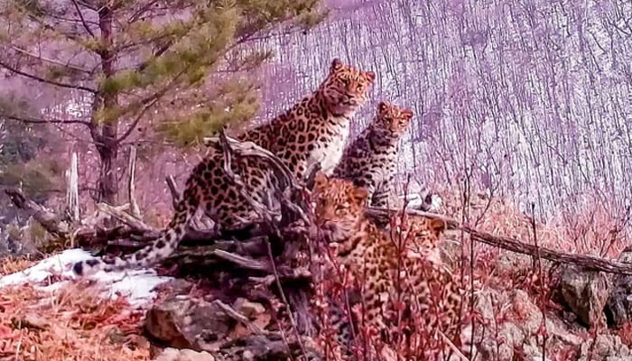 The representational image shows a young female leopard with three cubs. — AFP/File
