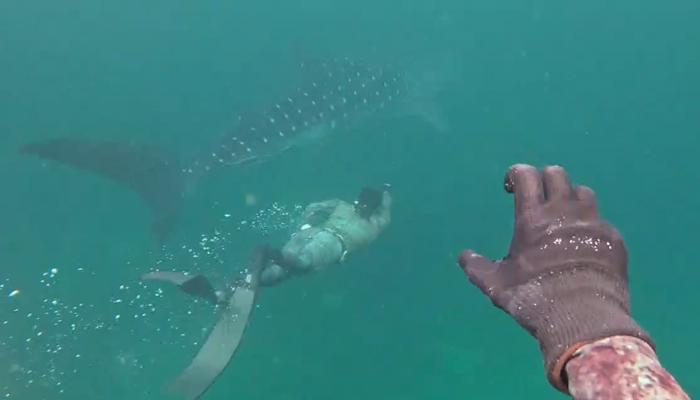 A man swims with whale shark in charna Iceland Karachi on August 19, 2024 — Screengrab/Geo.tv