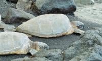 Turtle meat smuggling on the rise in Karachi