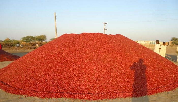A heap of red chilli seen in an open land.— The News/file