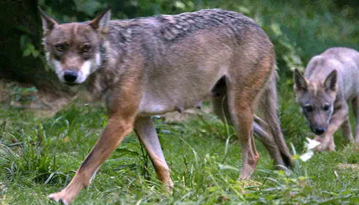 A wolf is seen walking in a park.— AFP/file