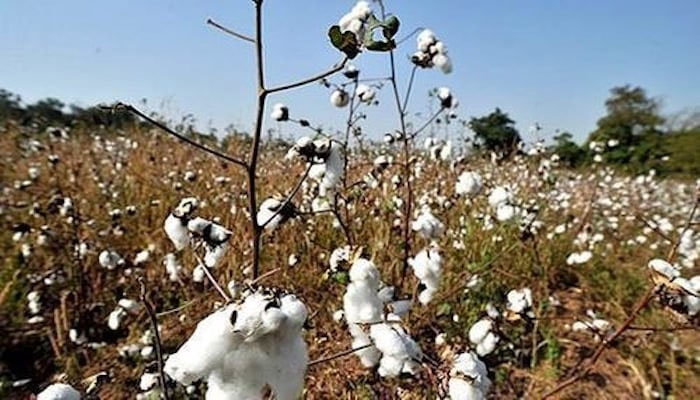 A representational image showing a cotton field. — AFP/File