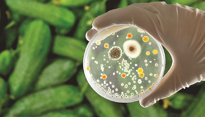 A representational image showing a petri dish. — Reuters/File