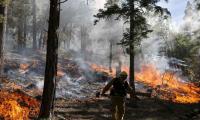 Fire erupts in DI Khan pine nut forest