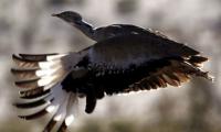 New habitats set up for houbara bustard hunting