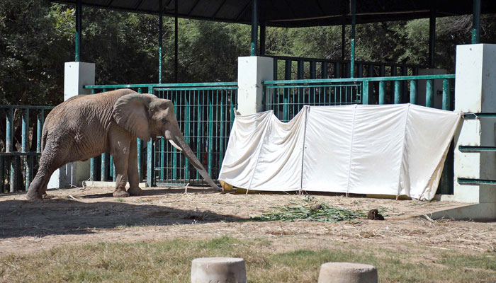 Elephant stands near covers around the dead body of elephant Sonia after it passed away at Safari Park in Karachi on December 8, 2024. — Online