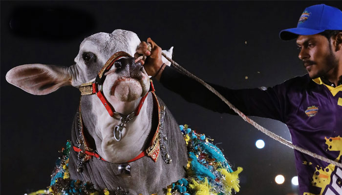 Representational image shows a person holding the leash of a cow. — Facebook@dalfapak/File