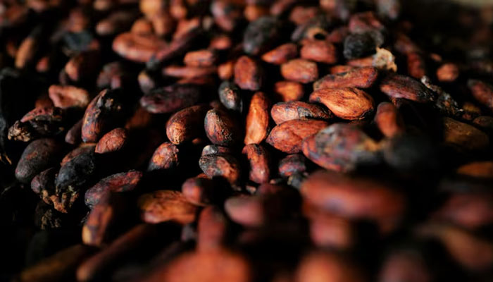 Sun-dried cocoa beans inside a warehouse in Assin Foso, Ghana, November 20, 2024. — Reuters