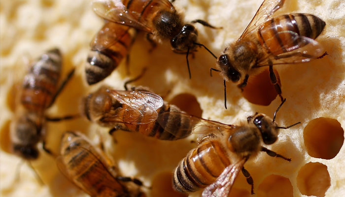 Bees are seen on a frame from a beehive in Hoerdt near Strasbourg, France, April 27, 2018. — Reuters