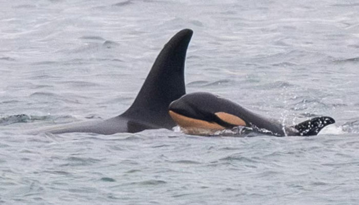 The orca calf, J61, was pictured on December 20 travelling with J35, also known as Tahlequah. — AFP/File