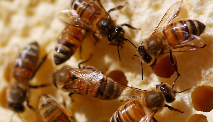 Bees are seen on a frame from a beehive on April 27, 2018. — Reuters