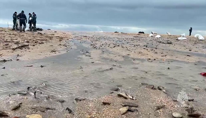 Russias emergencies ministry officials inspecting the bodies of dead sea animals. — AFP/File