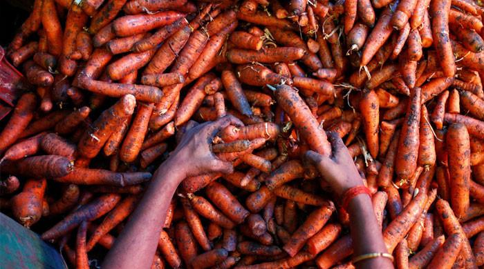 Poisonous carrot weed threatens farmers, public health in Pakistan  The News International