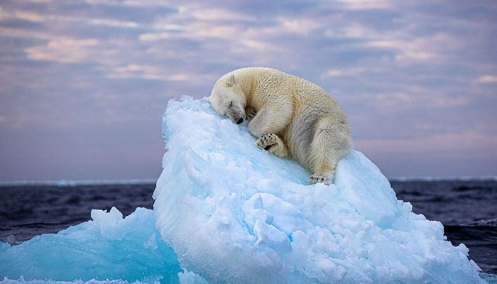 Ice Bed by Wildlife photographer Nima Sarikhani. — Natural History Museum/File