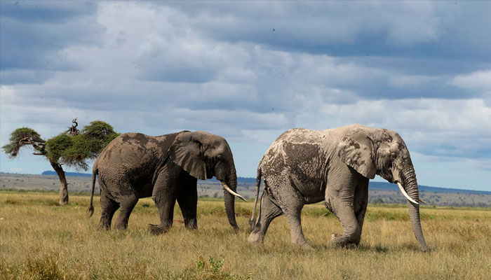 Elephants photographed in a game reserve in South Africa. — Reuters/File