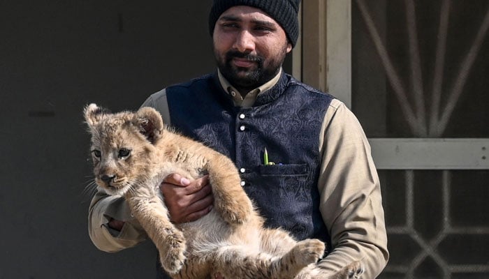 Pakistani zookeeper Mohammad Amir holds a lion cub confiscated from YouTuber Rajab Butt, at a safari zoo in Lahore on January 28, 2025. — AFP