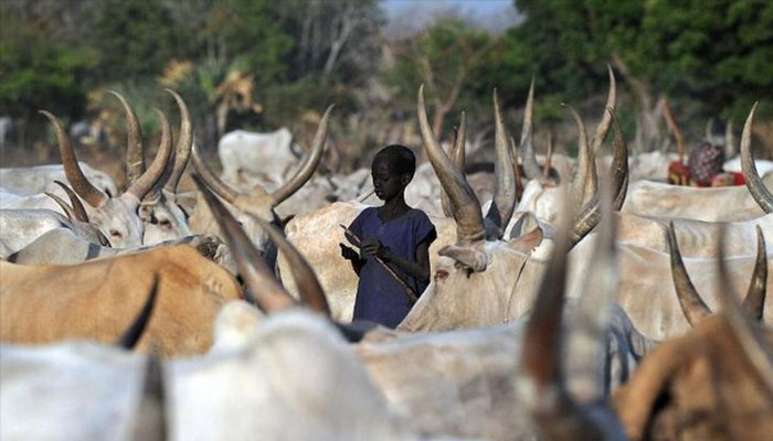 An image of a South Sudan cattle camp. — AFP/File