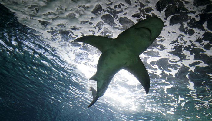 A grey reef shark (Carcharhinus amblyrhynchos) swims inside a tank during a presentation of the European Shark Week in the Madrids Zoo Aquarium October 14, 2011. — Reuters