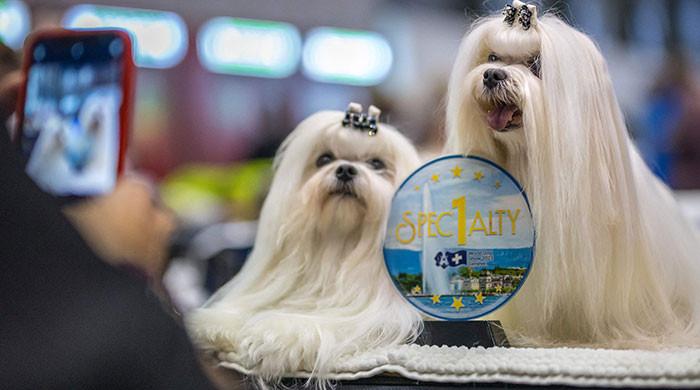 Dogs Rising Stars 20 teams feature in Dog Show