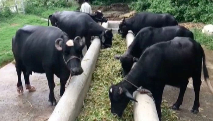 A representational image of buffalos. — TheNews/File