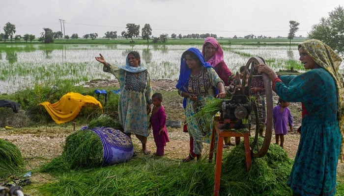 This representational image shows women chopping animal feed in Sindh province of Pakistan. — AFP/File