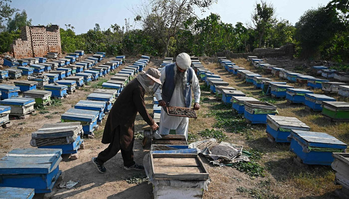 This photograph, taken on Jan 30, 2025, shows Malik Hussain Khan (R), a beekeeper, checking beehives in a honeybee farm at Lak Mor village in the Sargodha district of Punjab. — AFP
